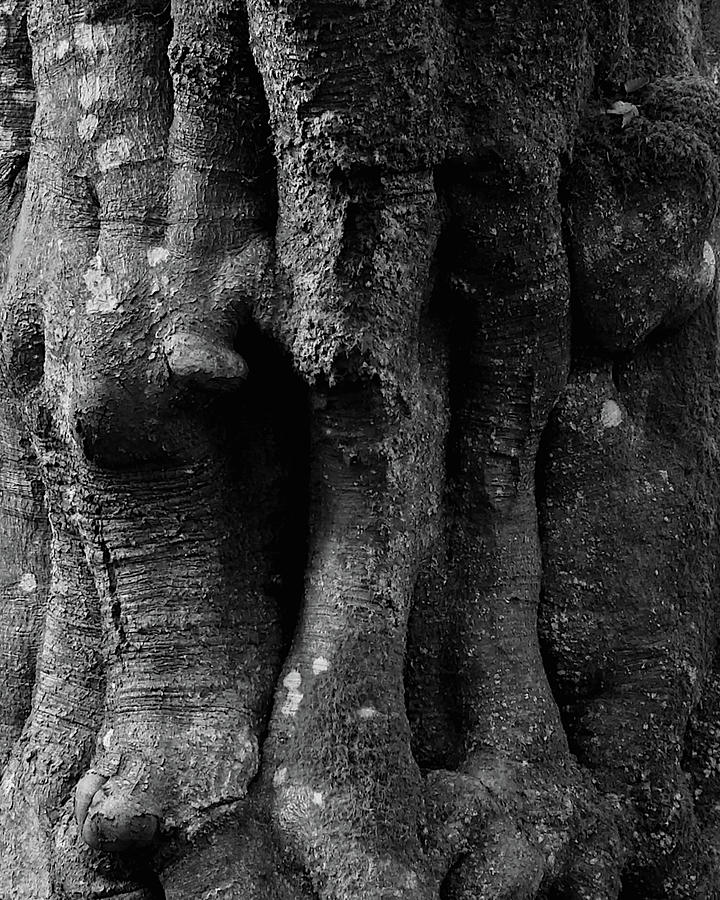 Nature Photograph - Veins of a Tree by David Gallie