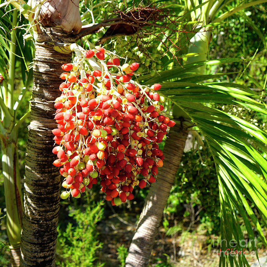 Veitchia Christmas Palm Photograph by John Clark | Pixels