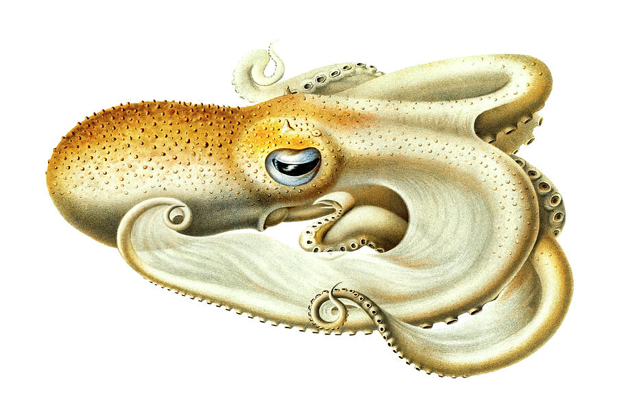Octopus Drawing - Velodona octopus  by Mango Art