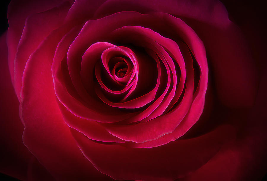 Velour Scarlet Rose Photograph