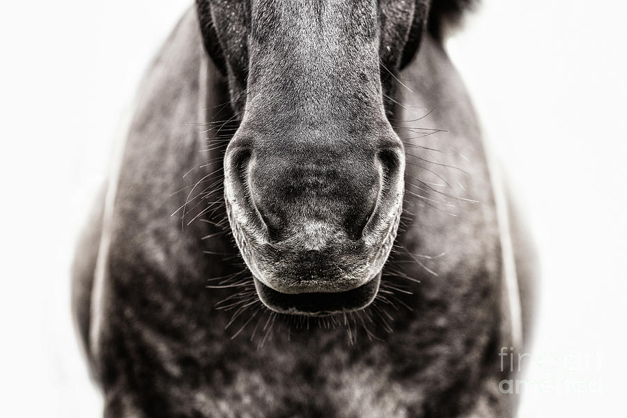 Velvet Bronze - Horse Art Photograph by Lisa Saint