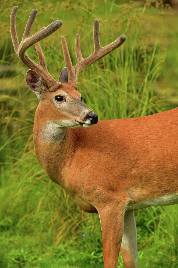 Velvet Buck Photograph by Dean Hueber - Fine Art America