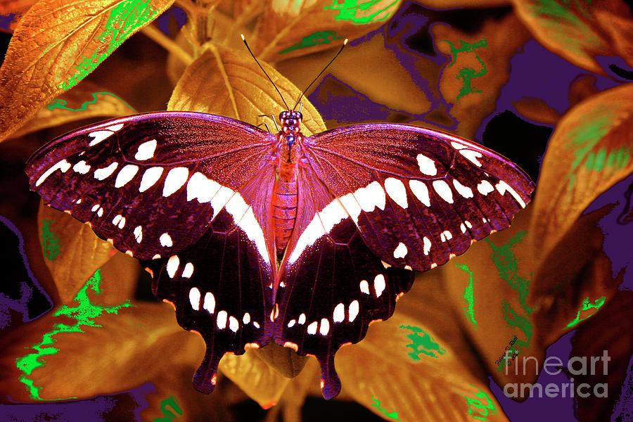 Velvet Butterfly Photograph by Felicia Roth