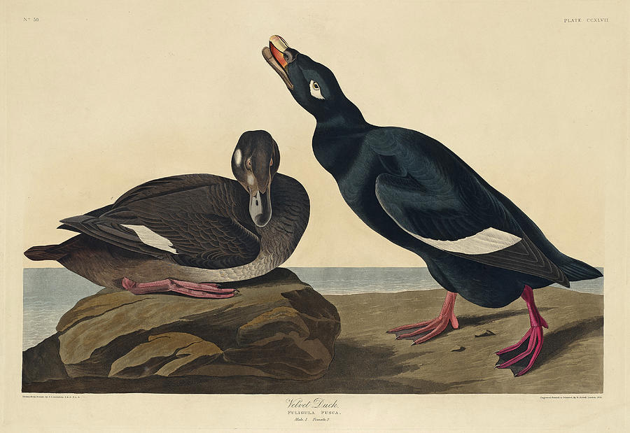 Robert Havell Drawing - Velvet Duck by Robert Havell