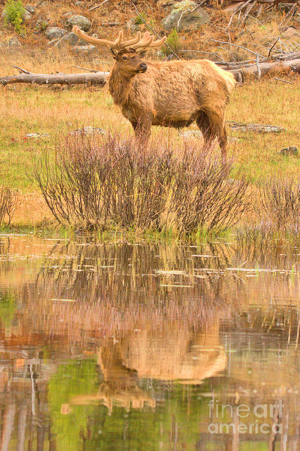 Velvet Elk Refelctions Photograph by Adam Jewell