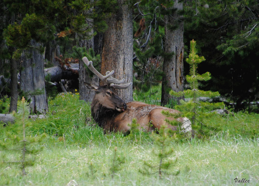 Velvet Elk Photograph by Vallee Johnson