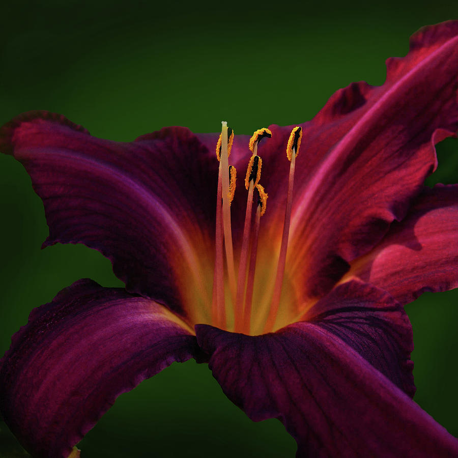 Velvet Lily Photograph by Kathi Mirto