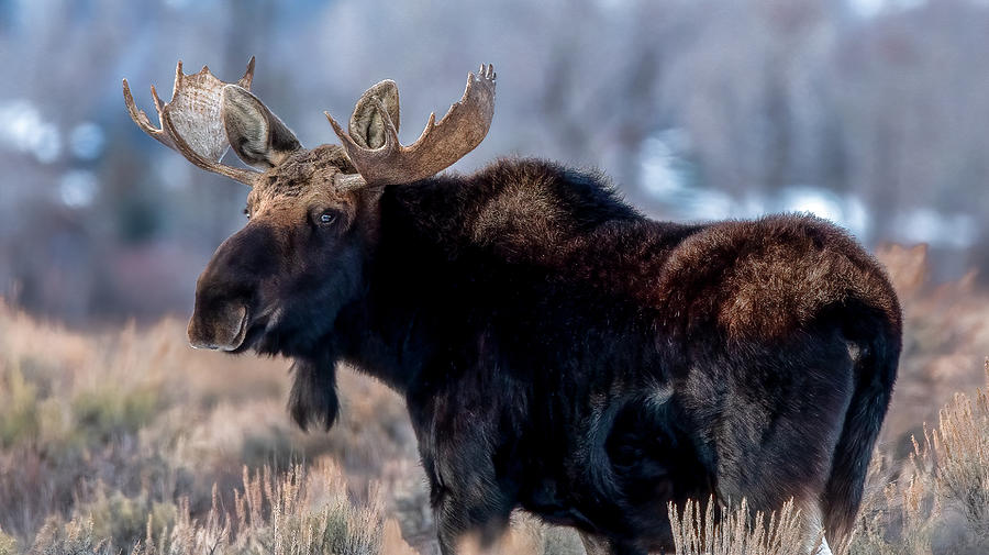 Velvet Moose, Grand Tetons Photograph by Marcy Wielfaert