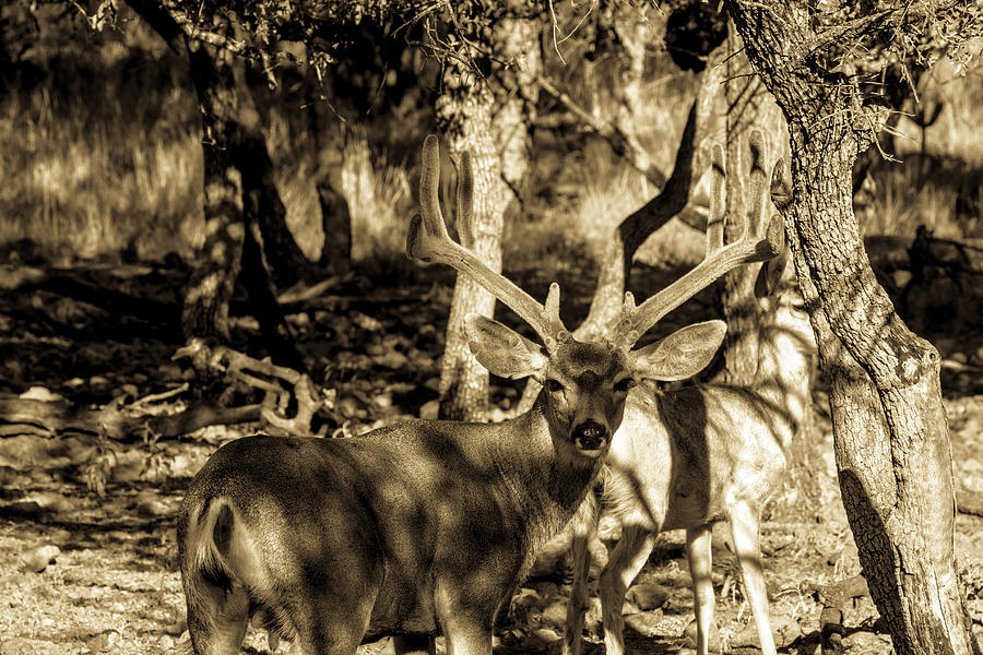 Velvet - Mule Deer Buck Antiqued Photograph by Renny Spencer - Pixels