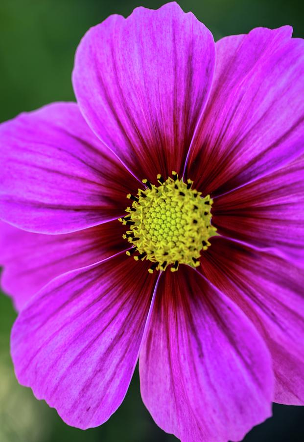 Velvet Photograph by Paul Wilamoski Fine Art America