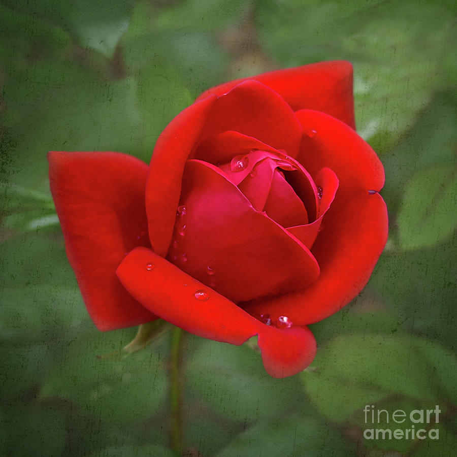 Velvet Red Rose Digital Art by Amy Dundon