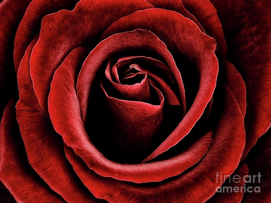 Velvet Red Rose Photograph by Tatiana Bogracheva