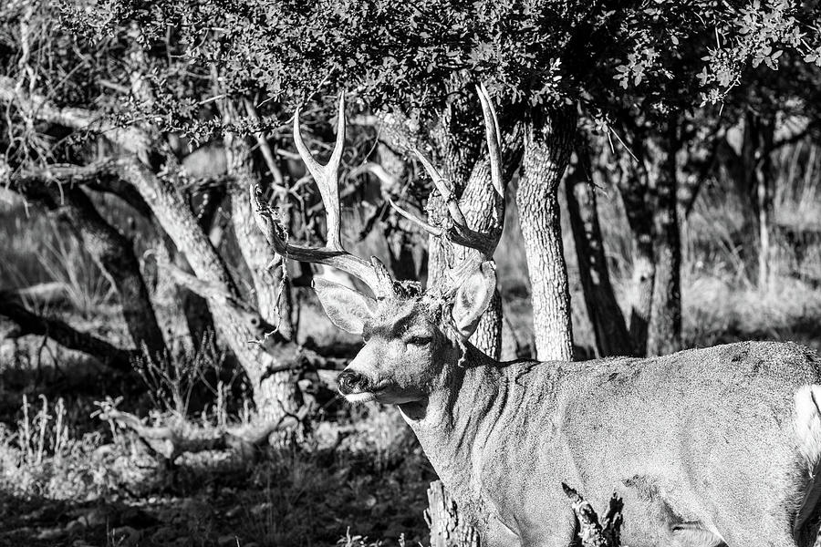 Velvet Shedding Mule Deer 001727 Photograph by Renny Spencer - Fine Art ...