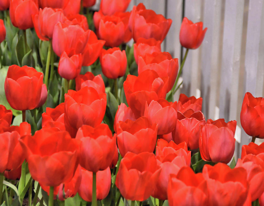 Velvet Tulips Photograph by Jamart Photography