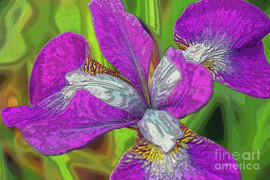 Velvety Purple Iris Photograph by Sea Change Vibes