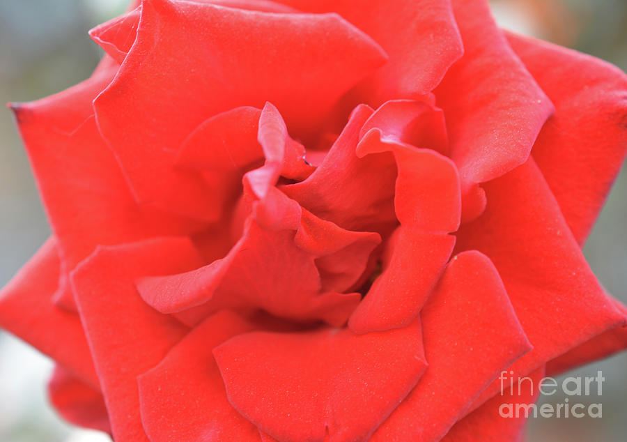 Nature Photograph - Velvety Rose by Mini Arora