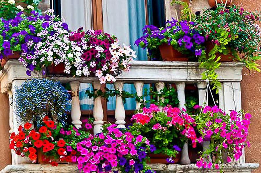 Venetian Balcony Garden Photograph by M Liutvinskas - Pixels