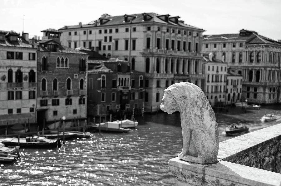 Venetian Lion Overlooking the Grand Canal in Venice Italy Black and White Photograph by Shawn OBrien
