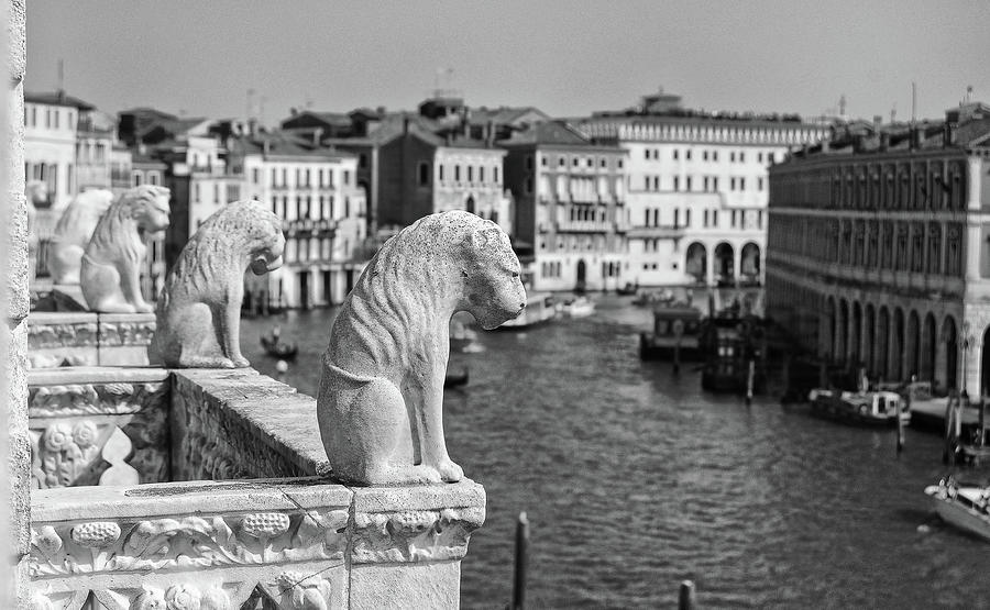 Venetian Lions Overlooking Grand Canal Life in Venice Italy BW Photograph by Shawn OBrien