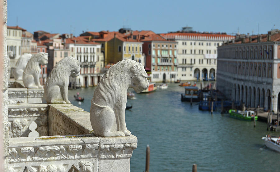 Venetian Lions Overlooking Grand Canal Life in Venice Italy Photograph by Shawn OBrien