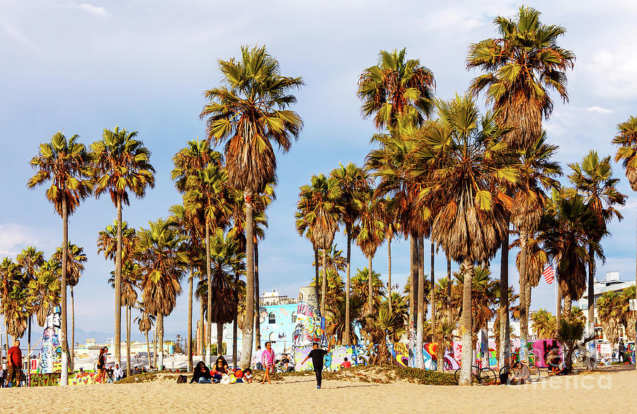 Venice Beach Palm Trees in California Photograph by John Rizzuto