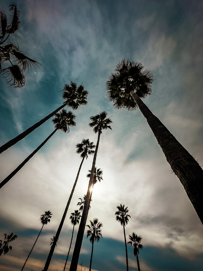 Venice Beach Palms Photograph by Patrick Luscri - Fine Art America