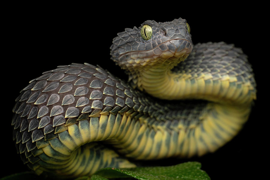 Snake Photograph - Venomous Bush Viper Coiled to Strike by Mark Kostich