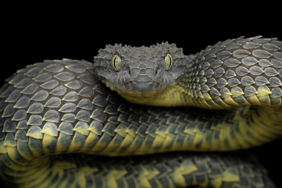 Snake Photograph - Venomous Bush Viper Ready to Strike by Mark Kostich