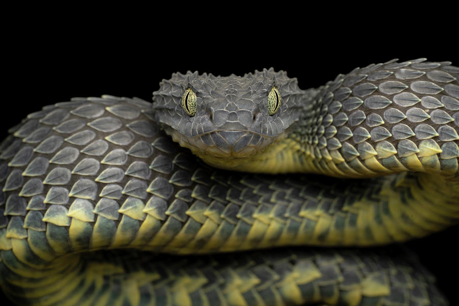 Rough-scaled Bush Viper, Atheris hispida www.matthieu-berro…