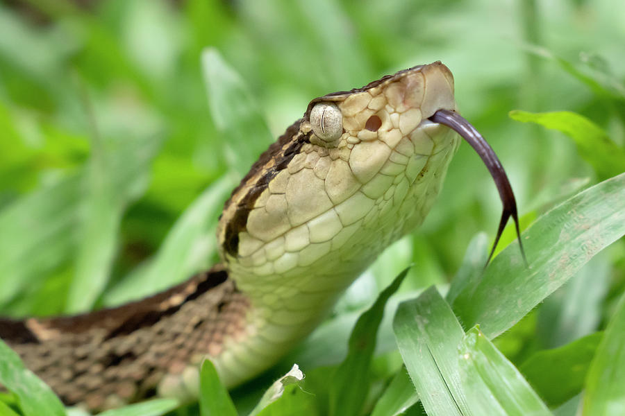 Snake Photograph - Venomous Fer-de-lance Snake by Mark Kostich