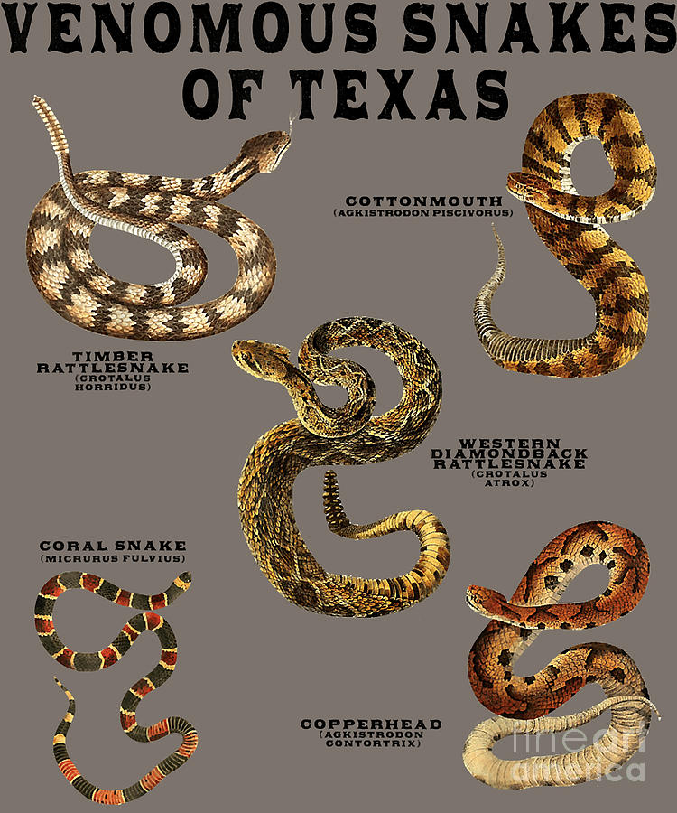 Venomous Snakes of Texas Rattlesnake Copperhead Poisonous 388 Digital ...