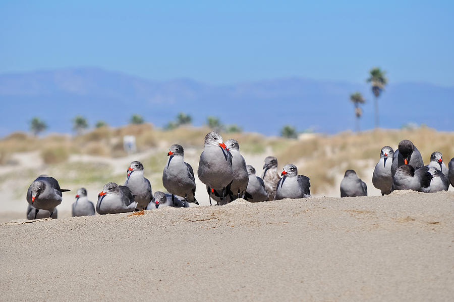 Ventura Seagull Family Photograph by Kyle Hanson