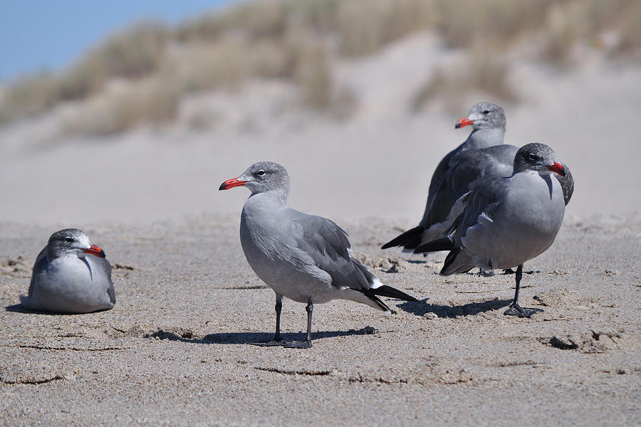 Ventura Seagulls Photograph by Kyle Hanson