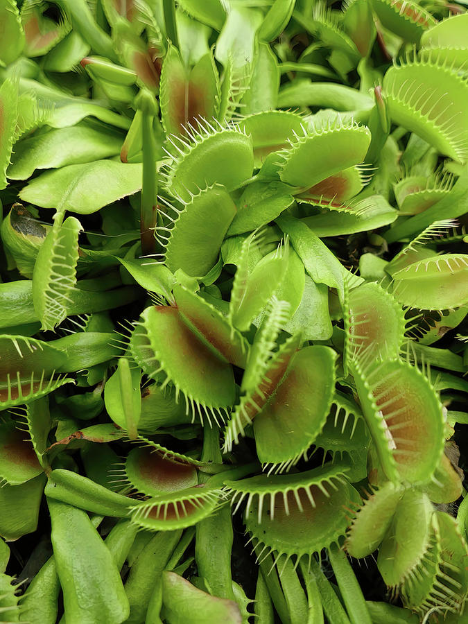 Venus fly trap, Dionaea muscipula, of family Droseraceae Photograph by ...