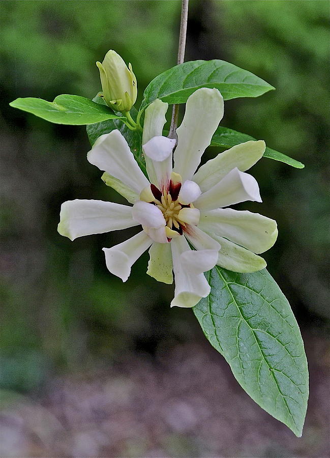 Venus sweet shrub Photograph by Robert Lyons | Fine Art America