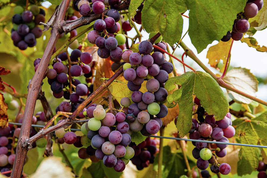 Veraison in the Vineyards Photograph by Chad Dikun