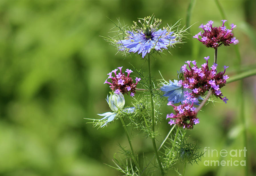 Verbena And Love In A Mist Photograph