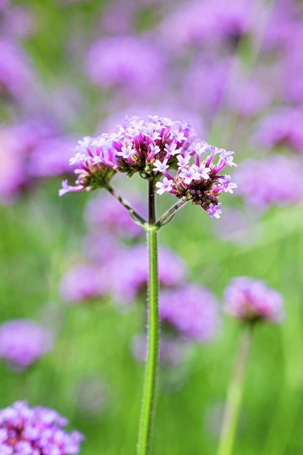 Verbena Bonariensis Photograph by Amanda Poffenberger - Fine Art America