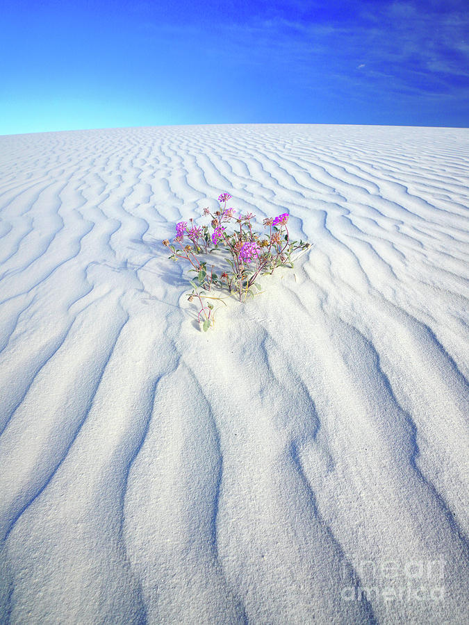 Verbena Flower in White Sands Photograph by Benedict Heekwan Yang