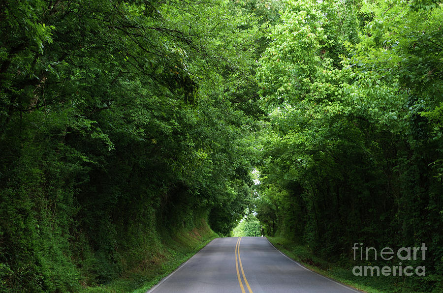 Verdant  Arched Trees Photograph by Luther Fine Art
