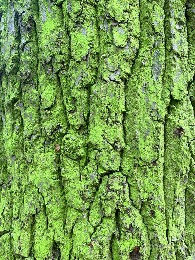 Verdant, moss green tree bark Photograph by Denise Morgan