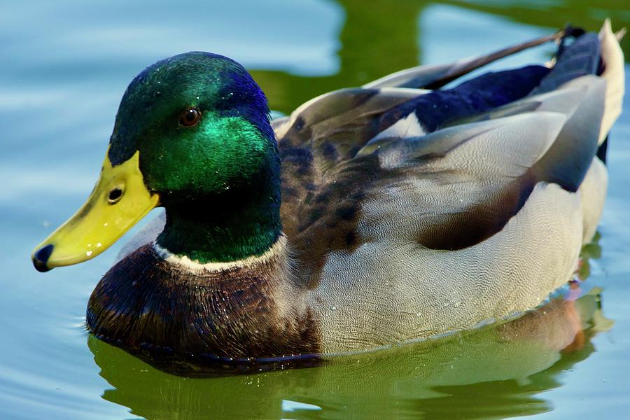 Verde Valley Duck Pond by Lisa Pandone Verde Valley Duck Pond by Lisa Pandone