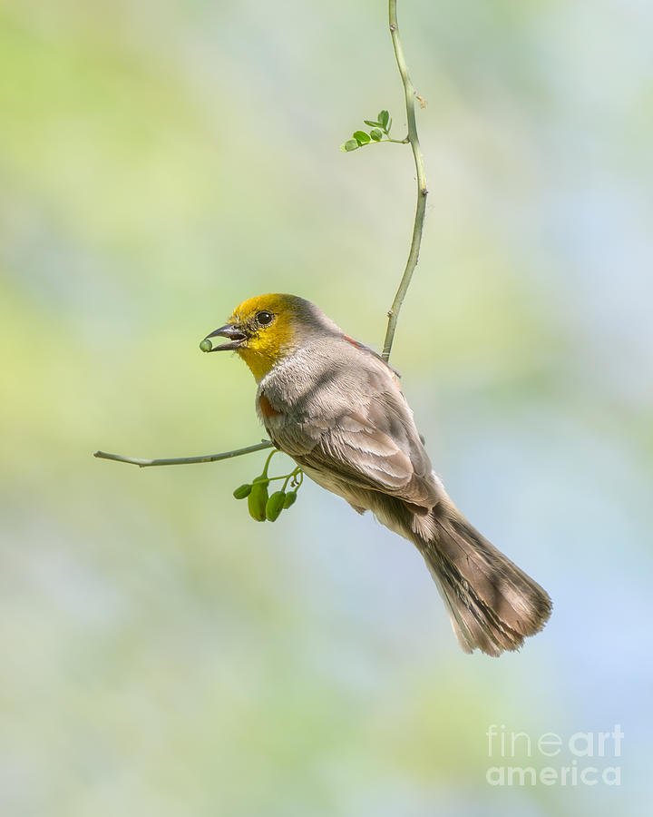 Verdin Hanging With a Snack Photograph by Lisa Manifold