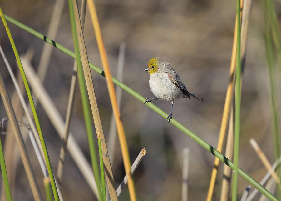 Wildlife Photograph - Verdin In The Reeds by Rosemary Woods Images