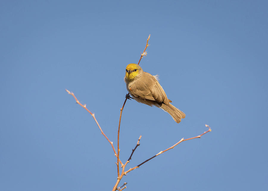 Wildlife Photograph - Verdin  by Rosemary Woods Images