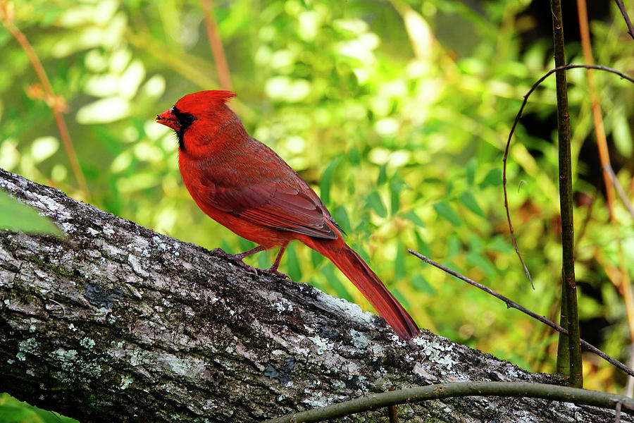  Vermilion Cardinal  Photograph by Marilyn Hunt