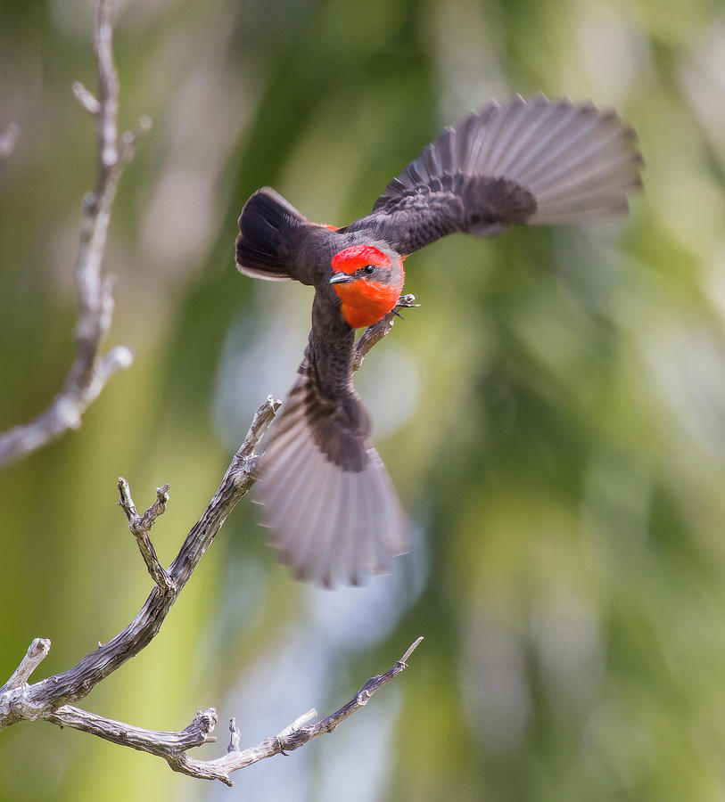 Vermilion Flycatcher 5 Photograph by Shane Bechler