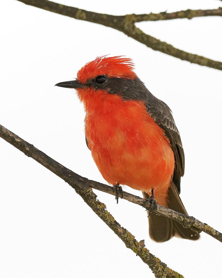 Birds Photograph - Vermilion Flycatcher, Colusa County California by Doug Herr Birds Photograph - Vermilion Flycatcher, Colusa County California by Doug Herr