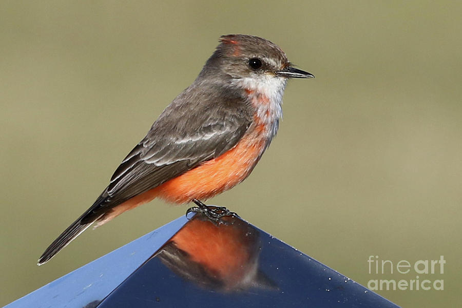 Wildlife Photograph - Vermilion Flycatcher in the Everglades by Meg Rousher