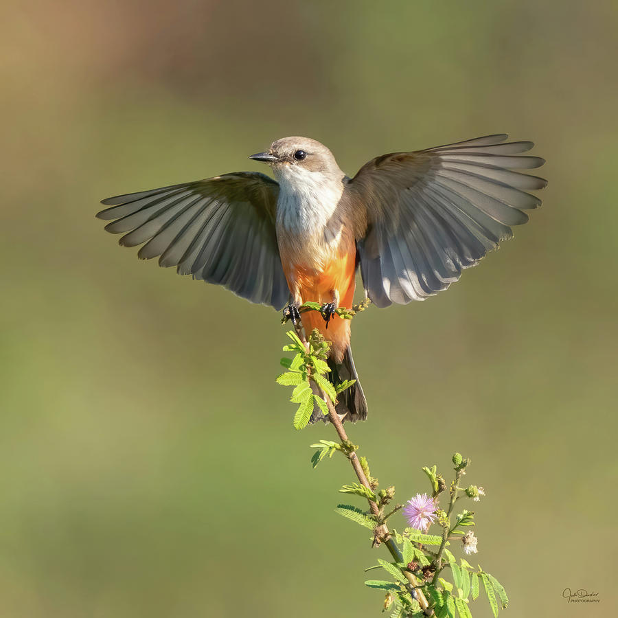 Vermilion Flycatcher Wingspread Photograph by Judi Dressler